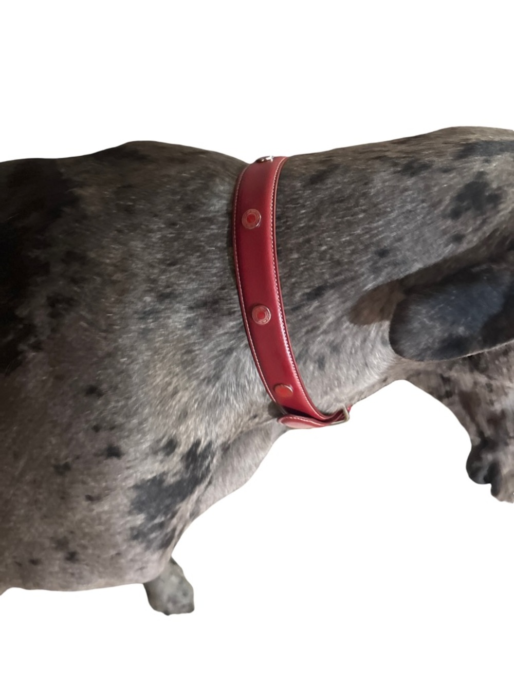 COACH Y2K Large Red Dog Collar  Leather with Silver Buckle New in box! - Picture 10 of 10